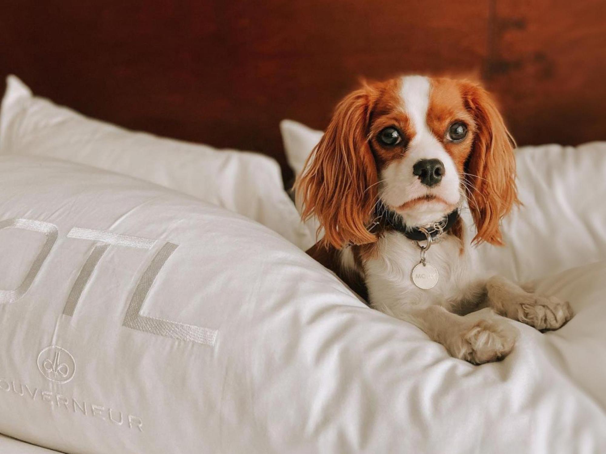 Otl Gouverneur 셔브룩 외부 사진 A dog on a bed